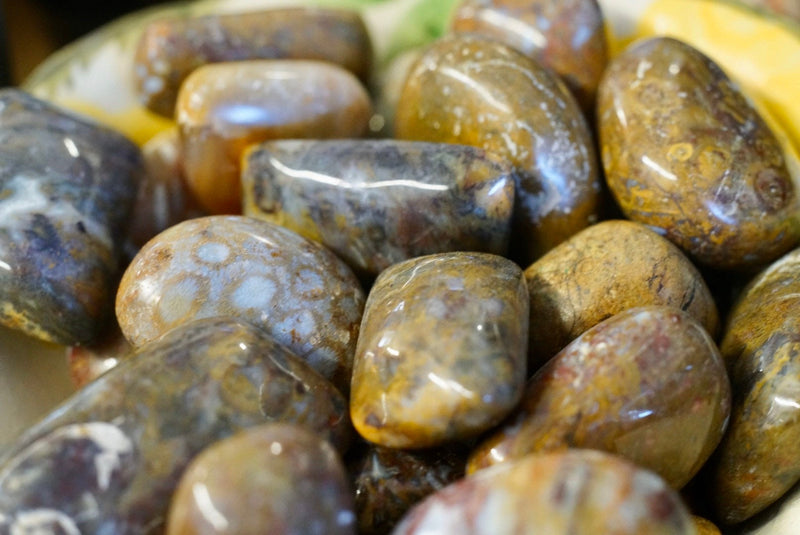 Plum Root Agate (Tumbled)