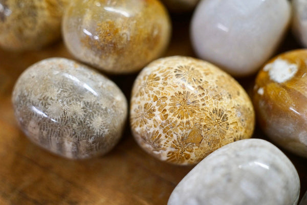 Fossilized Coral (Tumbled)