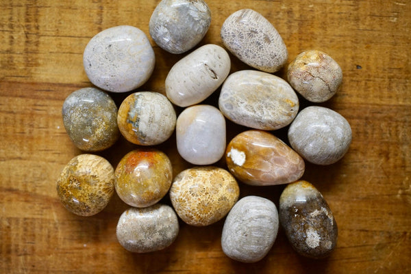 Fossilized Coral (Tumbled)