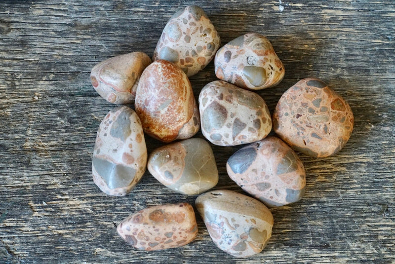 Leopardite (Tumbled)