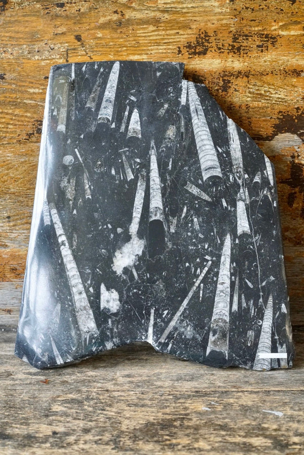 Orthoceras Slab (12”)