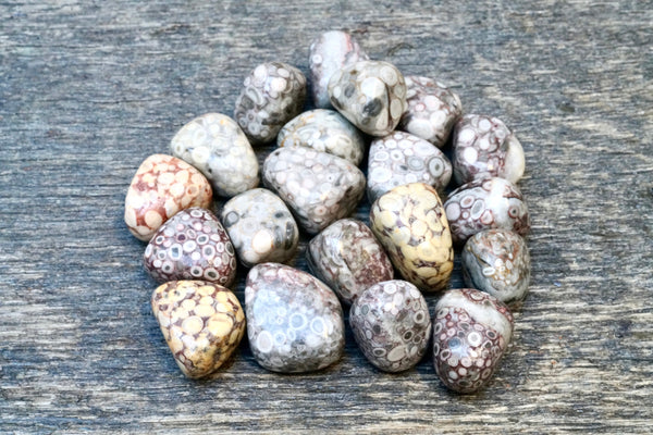 White Leopardskin Jasper (Tumbled)