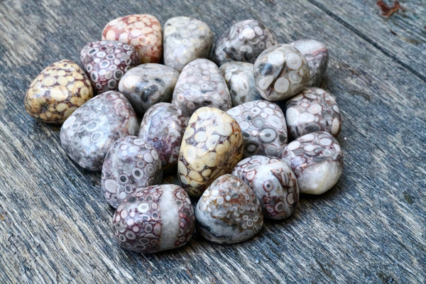 White Leopardskin Jasper (Tumbled)