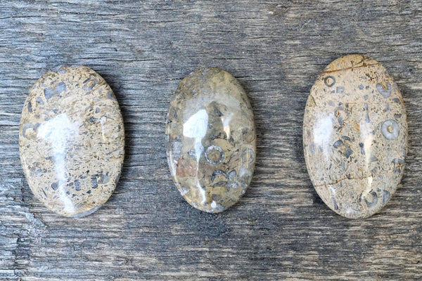 Fossilized Coral Palm Stone