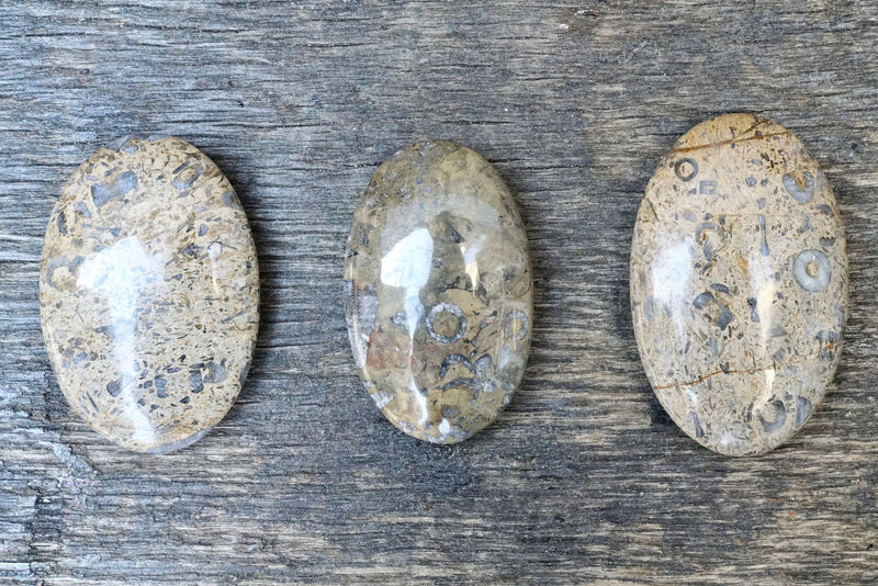Fossilized Coral Palm Stone