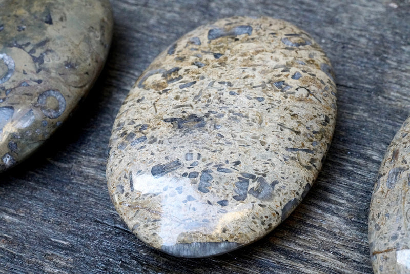 Fossilized Coral Palm Stone