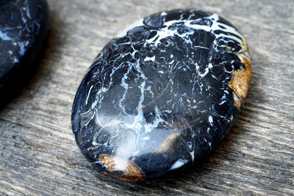 Crinoid Palm Stone